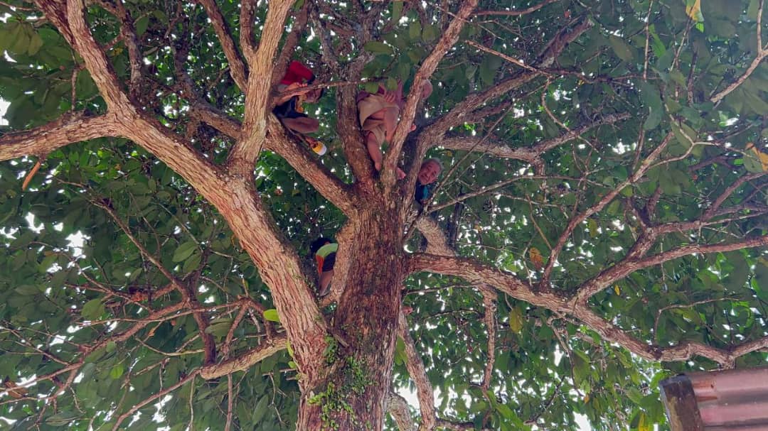 Lebih empat jam terkandas atas pokok akibat banjir
