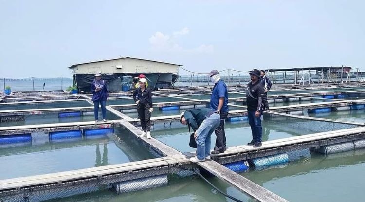 El-Nino tidak jejas sektor perikanan di Pulau Pinang