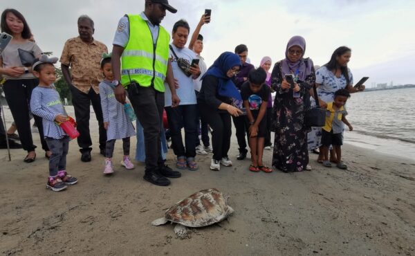 2,600 telur penyu diselamatkan di Port Dickson tahun lalu