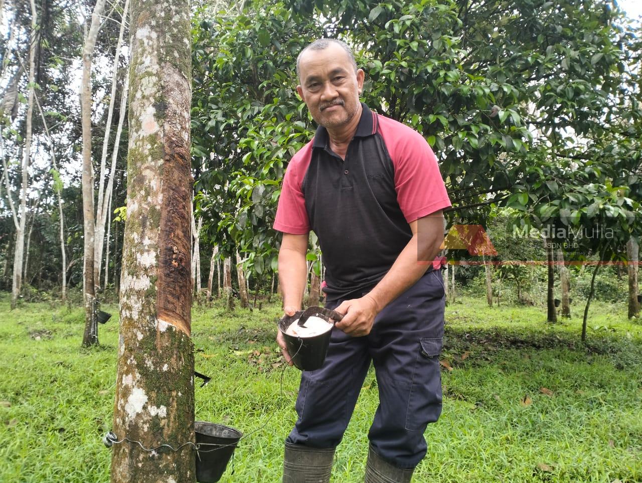 Kemarau: Kehidupan penoreh makin terhimpit
