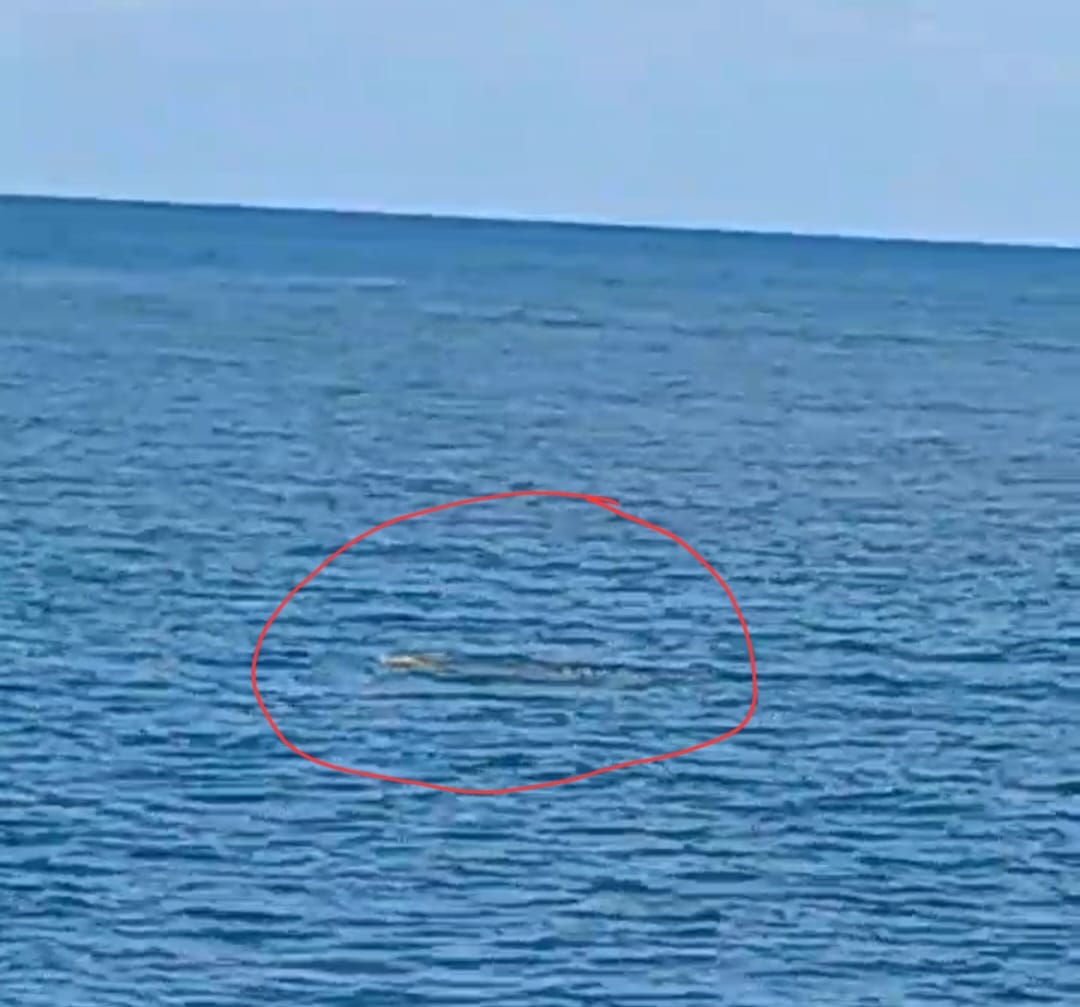 Buaya dikesan timbul di muara Kuala Paka