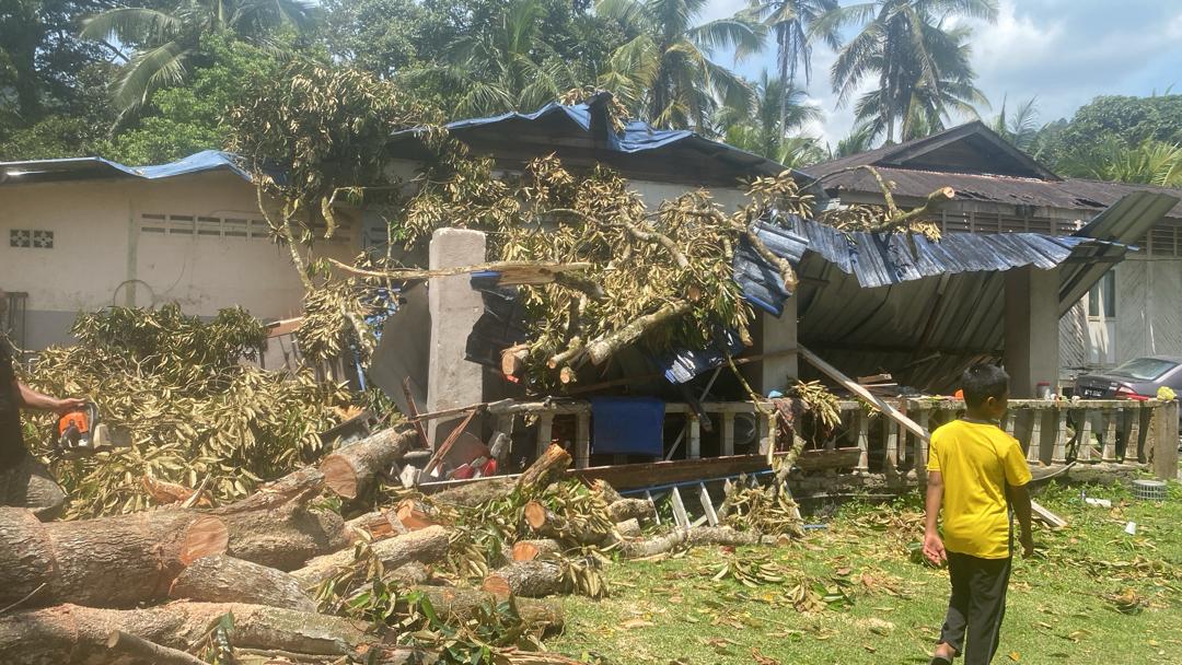 Tiga keluarga cemas, pokok durian hempap rumah pusaka
