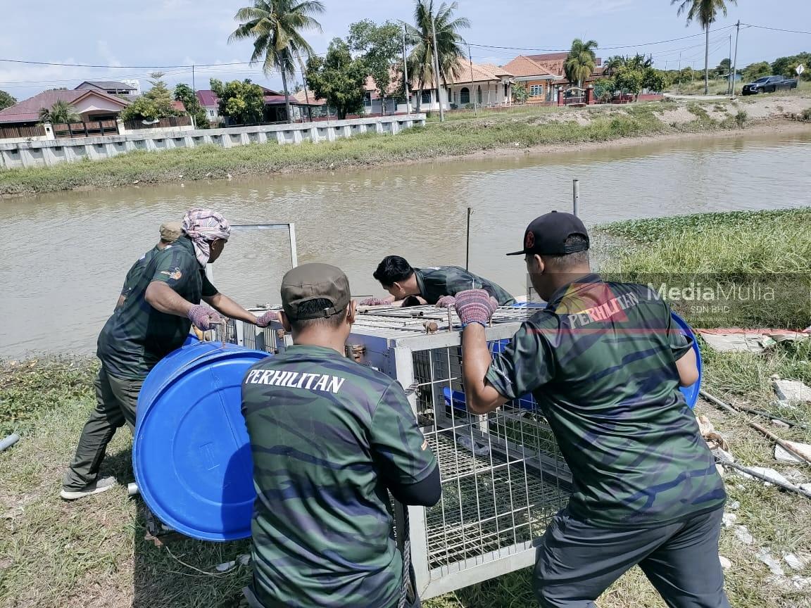 Perhilitan pasang perangkap, buru buaya 500 kg Sungai Malim