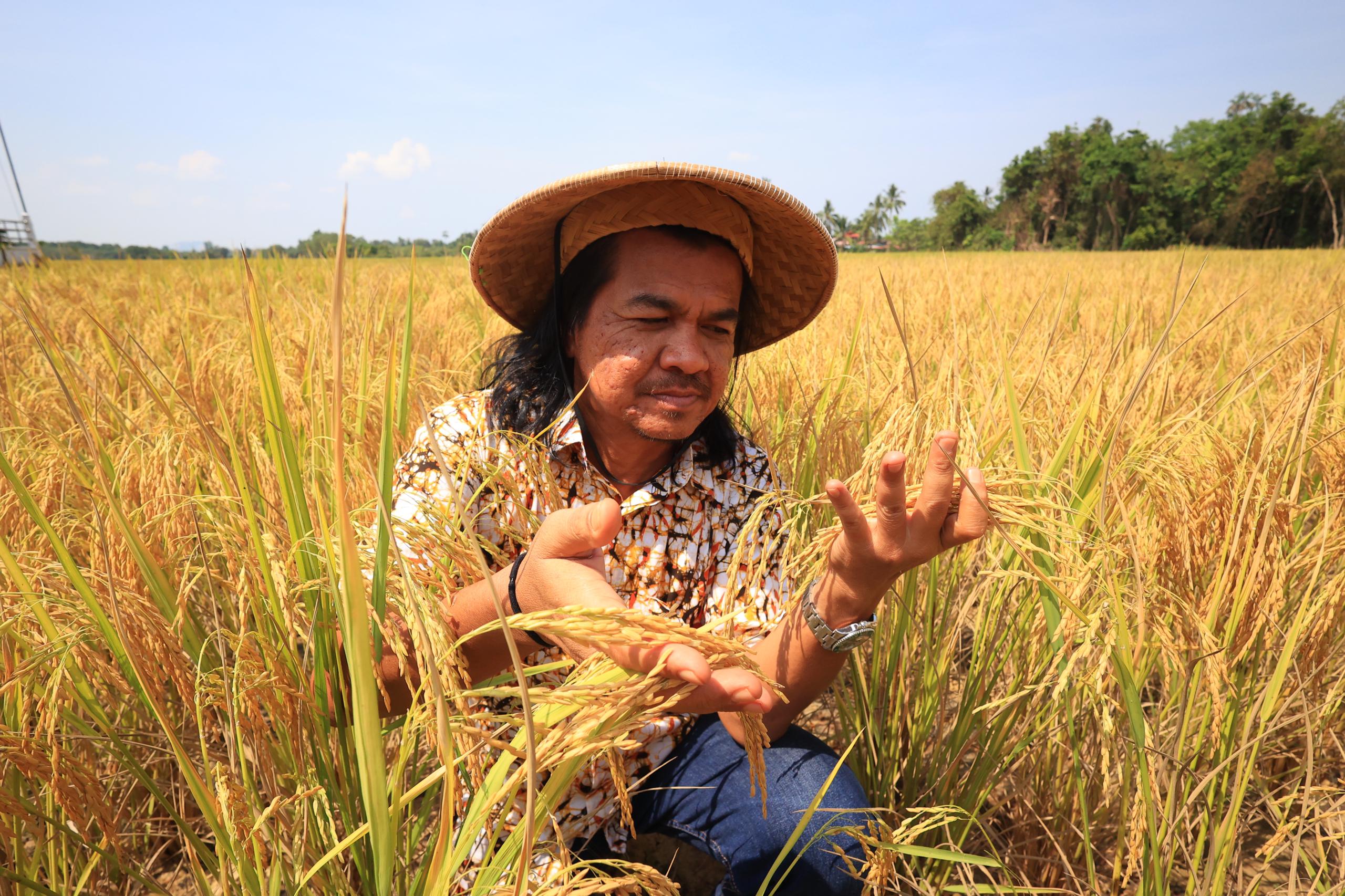 Kontraktor hasilkan padi bebas racun, baja