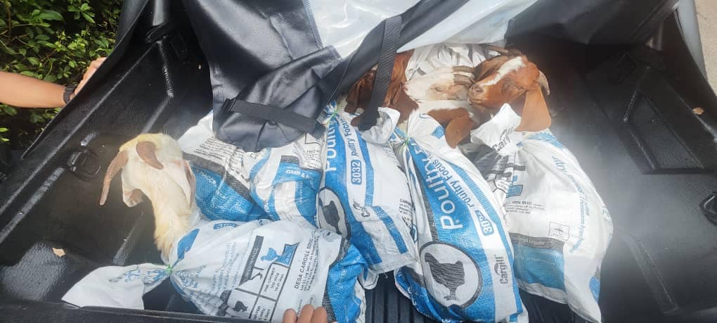 Lelaki dicekup semasa bawa kambing seludup