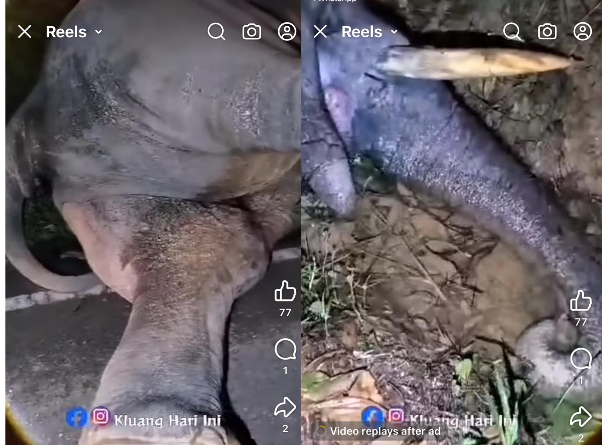 Gajah jantan mati disyaki diracun di Kluang