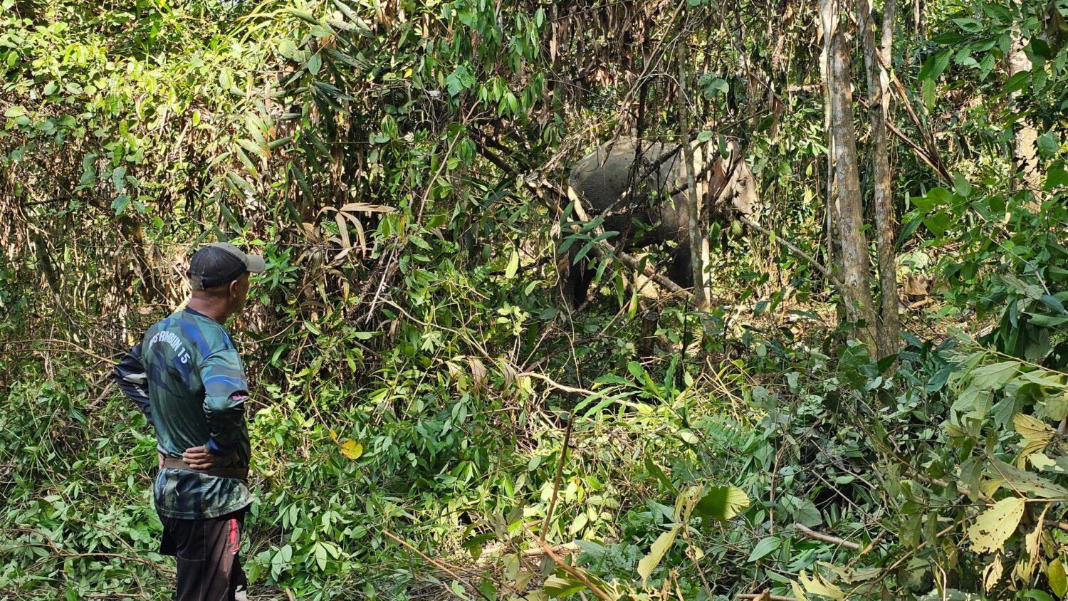 Penduduk bimbang ancaman gajah liar