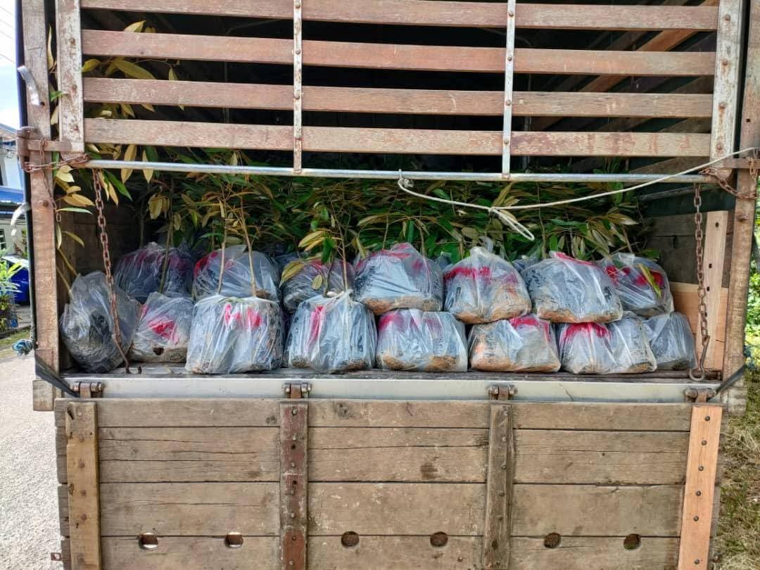 ‘Transporter’ bawa pokok durian seludup jenis duri hitam ditahan