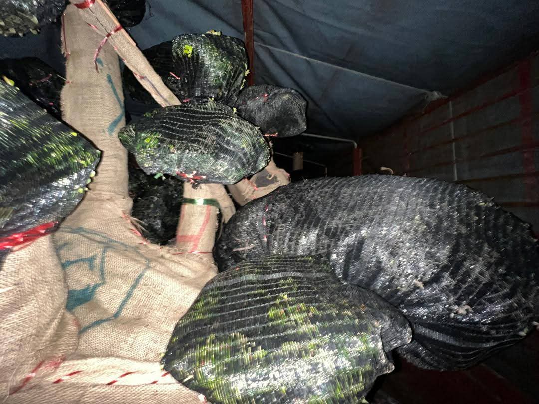 PGA tumpaskan penyeludupan anak pokok durian, bonsai