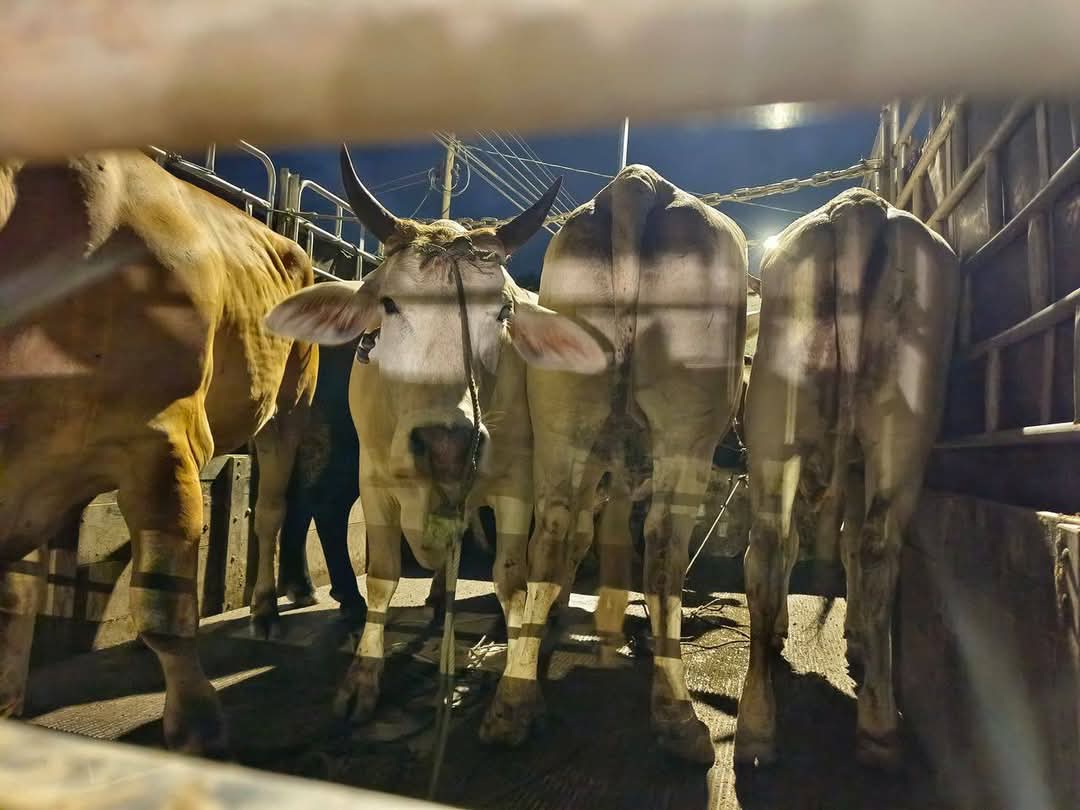 Pemuda dicekup, tidak sempat hantar lembu seludup RM78,000