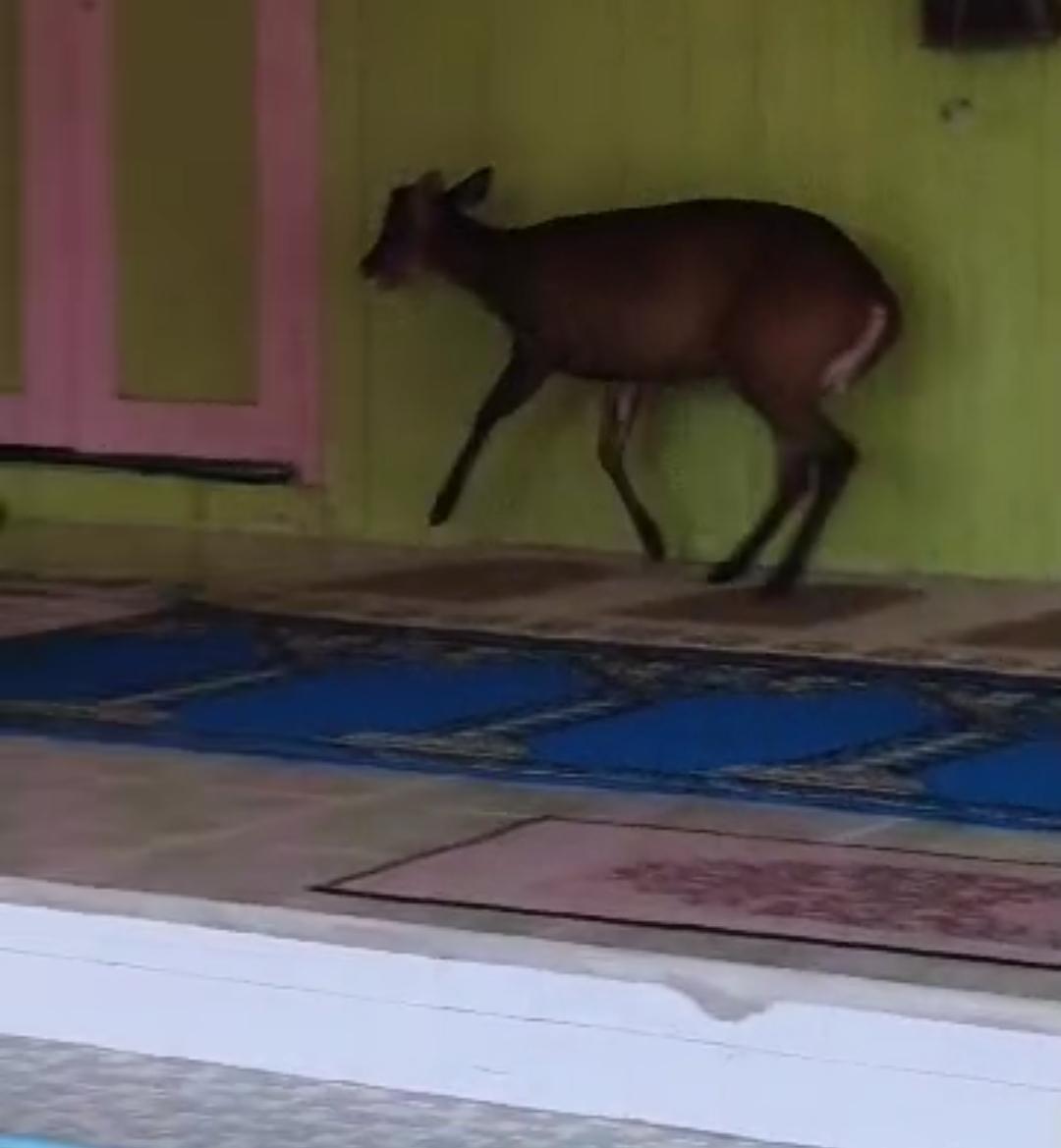 Kijang sesat hingga beranda surau