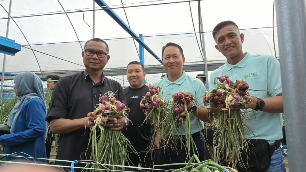 MARDI mahu perluas program pembangunan tanam bawang MARDI mahu perluas program pembangunan tanam bawang