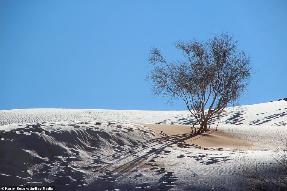 Chaud toute l’année, le désert du Sahara est maintenant recouvert de neige, les températures sous le point de congélation