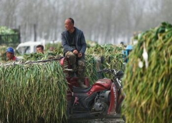 CHINA terus memberi fokus kepada sektor agrikultur sehingga era 1980-an bagi membantu kawasan mundur bangkit dan mengejar pembangunan lebih seimbang dengan wilayah-wilayah maju. – AFP