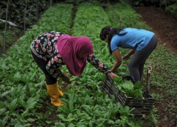 DUA pekerja memungut hasil tanaman di sebuah kebun sayur organik di Cameron Highlands, Pahang. – GAMBAR HIASAN/AFP