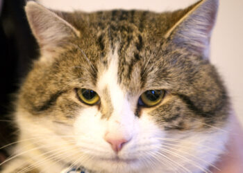 KUCING juga tertekan dengan pemilik yang kini banyak menghabiskan masa di rumah. - AFP