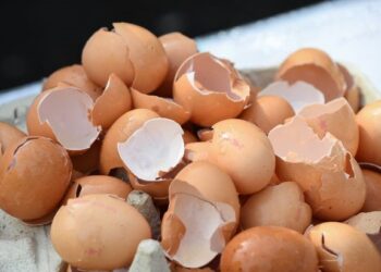 KULIT telur seringkali dibuang begitu sahaja. - AFP