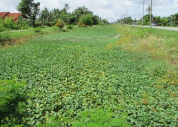 KEADAAN sungai yang dipenuhi semak-samun akibat tidak diselenggara di Kampung Tok Pulau, Simpang Empat, Perlis semalam - UTUSAN
