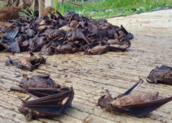 PEMBURU mendakwa daging kelawar perlu dimasak sebelum dimakan bagi tujuan keselamatan.-MGR