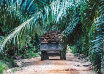 HARGA buah tandan segar sawit yang rendah memberi kesan buruk kepada peneroka selain membuatkan mereka jatuh kepada miskin tegar. – UTUSAN/AFIQ RAZALI