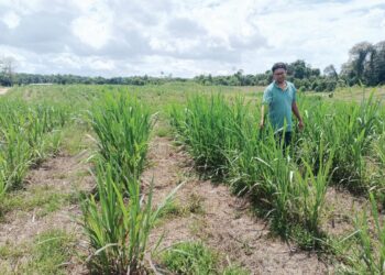 MOHD. Ridzuan Mamat menunjukkan rumput napier yang diusahakan di Kampung Binjai Kertas, Hulu Terengganu. – UTUSAN/NOOR HAYATI MAMAT
