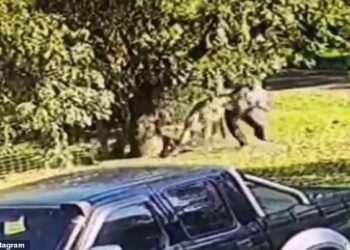 TANGKAP layar rakaman menunjukkan Cliff Des diserang oleh kanggaru ganas. - INSTAGRAM