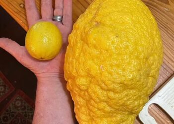 PALINKAS memuat naik gambar memaparkan buah lemon gergasi di Instagramnya. - AGENSI