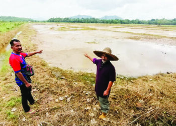SHAMSUDIN Mat Zin (kanan) menunjukkan tanaman padi yang musnah akibat banjir di Kampung Kuala Ping, Hulu Terengganu. – UTUSAN/NOOR HAYATI MAMAT