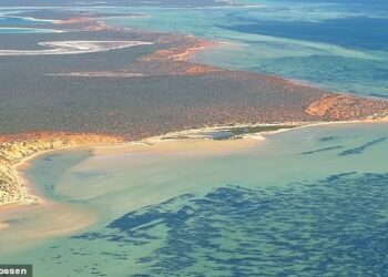 KAWASAN rumput laut seluas 200 kilometer persegi itu ditemukan di Teluk Shark di Australia Barat. - ANGELA ROSSEN