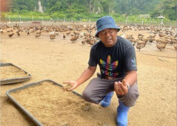 MOHD. FARHAN SABRY di ladangnya di Bukit Keteri, Padang Besar. -  - UTUSAN/NUR NAZLINA NADHARI