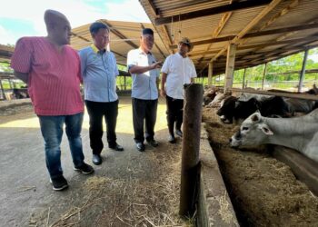RAZALI Saad (dua dari kanan) bersama Norazam Shah Ibrahim (kanan) meninjau keadaan lembu ternakan di ladang Kaisar Farm (M) Sdn Bhd, Padang Besar, Perlis hari ini.- UTUSAN/ASYRAF MUHAMMAD