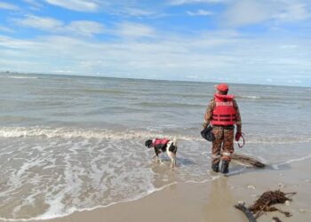 PASUKAN bomba menggunakan khidmat anjing pengesan bagi mencari lelaki hilang di pantai berhampiran Kampung Lambidan, Kuala Penyu hari ini.-IHSAN BOMBA