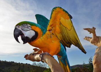 PEMILIK burung kakak tua di Taiwan didenda dan dipenjara hanya kerana haiwan berkenaan menakutkan seorang lelaki hingga terjatuh.-AGENSI  