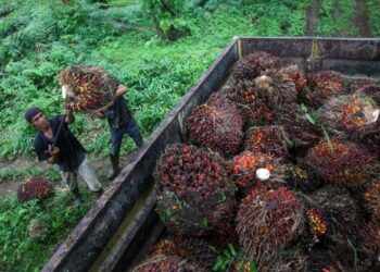 KRISIS kejatuhan harga sawit di Indonesia semakin meruncing. - AFP