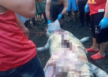 PERUT buaya dibelah itu mengandungi tulang dan rambut yang dipercayai milik Julio. - AGENSI