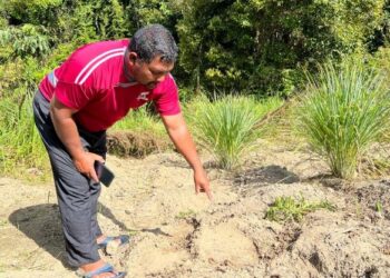 RIAN Bujang menunjukkan tapak gajah liar di Kampung Brooke Lama, Pos Brooke, Gua Musang, Kelantan-UTUSAN/AIMUNI TUAN LAH