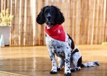 ARNIE dari baka spaniel mendermakan darahnya kepada anjing lain sejak berusia tiga tahun. - SWNS