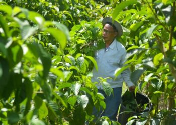 SUPARDI Bai menunjukkan pokok daun ketum ayam atau Madre de Agua yang ditanamnya di Kampung Gedang, Terachi, Kuala Pilah, Negeri Sembilan. - FOTO/MOHD. SHAHJEHAN MAAMIN