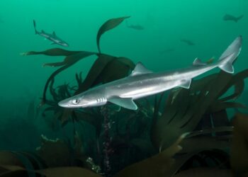BAKA jerung dikenali sebagai Spiny Dogfish aka Spurdog hidup di Sungai Thames. - GETTY IMAGE