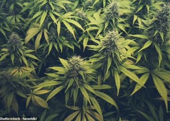 GANJA dalam bentuk perubatan mampu mengurangkan sehingga 40 peratus rasa sakit penghidap kanser.-AGENSI