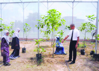 DR. MOHD. Ilham Adenan menunjukkan pokok ketum yang ditanam bagi tujuan penyelidikan di UiTM Pahang Kampus Jengka di Maran, Pahang. – UTUSAN/SALEHUDIN MAT RASAD