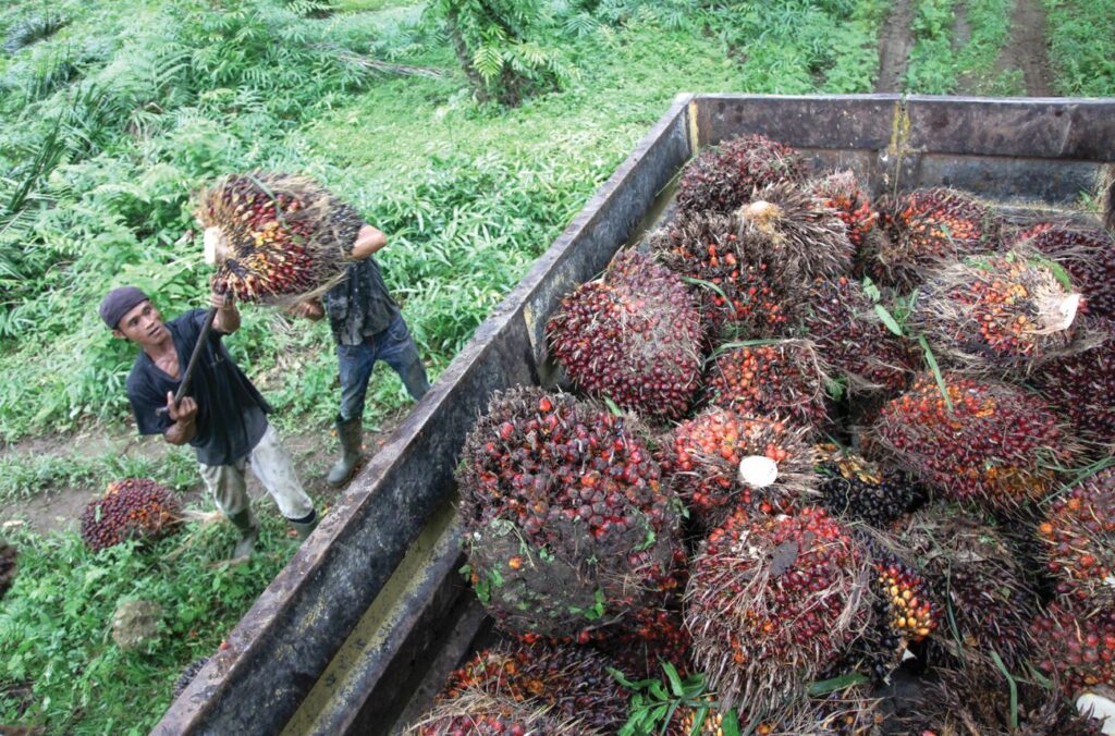 Les prix de l’huile de palme devraient baisser