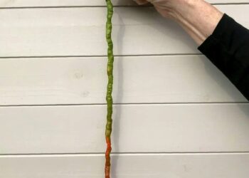 CILI yang ditanam sejak Januari lalu tumbuh sepanjang 18 inci. -SWNS