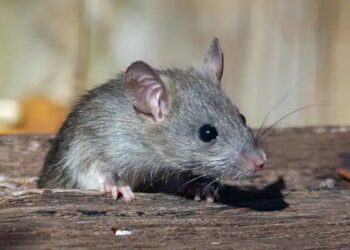 BANDAR New York menawarkan pekerjaan sebagai pemusnah tikus dengan gaji lumayan baru-baru ini.-AGENSI