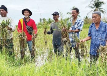 SEBAHAGIAN petani menunjukkan padi yang diusaha mereka sudah reput selepas ditenggelami banjir di bendang Kampung Merkang, Pasir Puteh, Kelantan, semalam. – FOTO/TOREK SULONG