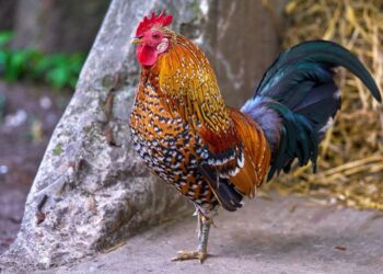 Pelancong menghantar petisyen itu kepada pemilik ayam tersebut kerana tidak tahan dengan bunyi ayam berkokok. -AGENSI