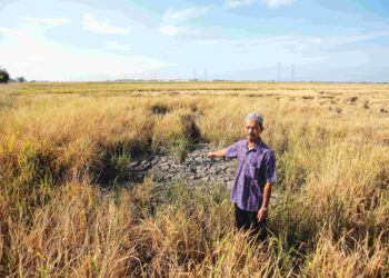 PESAWAH, Mohd Nasir Jamaludin, 57, menunjukkan salah satu kawasan tanah jerlus yang menyukarkan mesin padi untuk melakukan kerja-kerja menuai padi di Kampung Benua, Simpang Empat, Kedah. - UTUSAN/SHAHIR NOORDIN