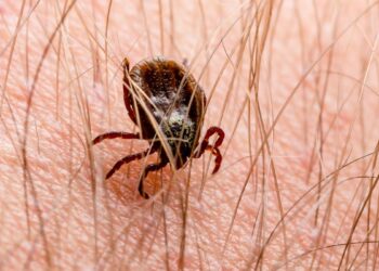 Kes pertama encephalitis bawaan kutu disahkan di England baru-baru ini.-AGENSI