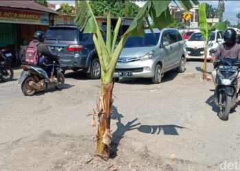 POKOK pisang ditanam di jalan berlubang di kota Jambi. - AGENSI   