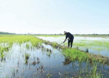 HUJAN lebat khususnya pada sebelah petang memberi kelegaan kepada pesawah selepas bendang mereka mula dipenuhi air untuk proses tanaman padi di Kampung Teluk Epa, Tambun Tulang, Arau, Perlis. – UTUSAN/IZLIZAN OTHMAN